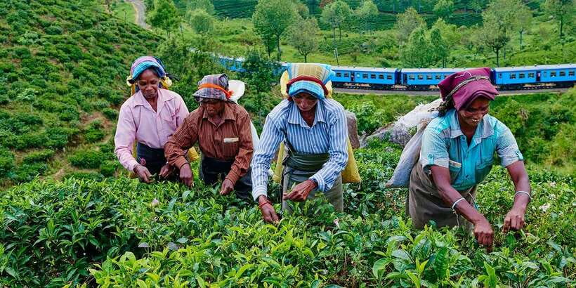 From Ella - All Inclusive Unforgettable Day Trip Tour - Demodara Loop reveals Sri Lanka’s railway ingenuity