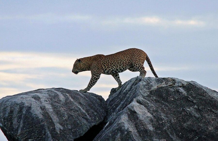From Ella: Drop to Tangalle/Hiriketiya/Mirissa & Yala Safari - Timing, delays, and the cost of a very early start