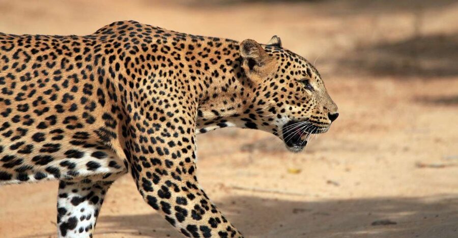 From Ella: Drop to Tangalle/Hiriketiya/Mirissa & Yala Safari - Why this Ella to Yala combination makes sense