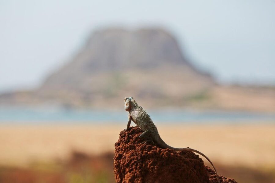 From Ella: Drop to Tangalle/Hiriketiya/Mirissa & Yala Safari - The real price of the experience