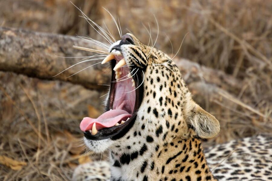 From Ella: Drop to Tangalle/Hiriketiya/Mirissa & Yala Safari - What the guide quality adds