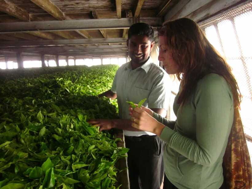 From Ella: Lipton Seat & Dambatenne Tea Factory Day Tour - How much guiding should you expect?