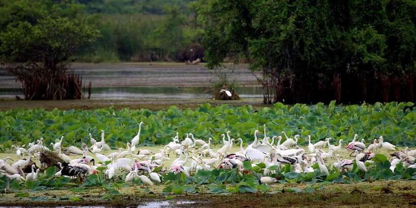 From Ella:Ravana Falls / Diyaluma Falls / Yala National Park - Yala National Park: four hours of wildlife viewing