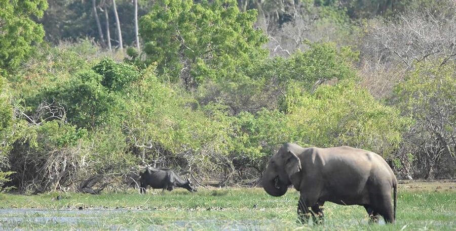From Ella:Ravana Falls / Diyaluma Falls / Yala National Park - Leopards, elephants, birds, and the limits of a promise