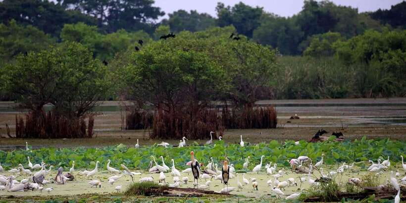 From Ella:Ravana Falls / Diyaluma Falls / Yala National Park - Who should book this experience?