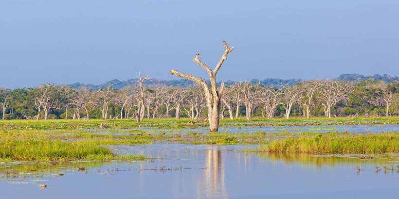 From Ella: Shuttle to Tangalle/Hiriketiya w Udawalawe Safari - Guides can make or break the safari