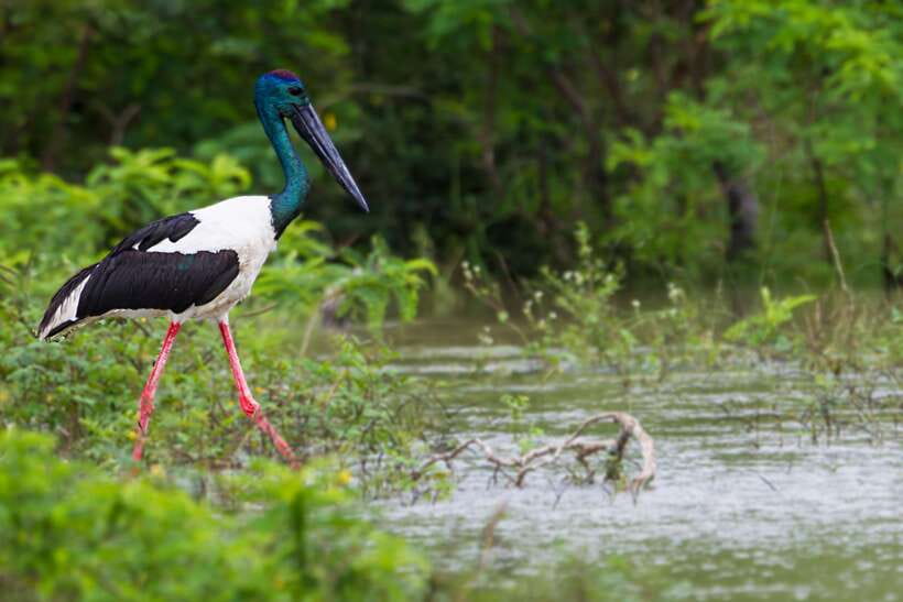 From Ella: Shuttle to Tangalle/Hiriketiya with Yala Safari - Key points at a glance