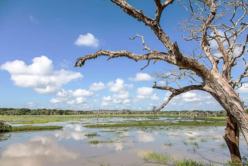 From Ella: Shuttle to Tangalle/Hiriketiya with Yala Safari - The final ride toward the southern coast