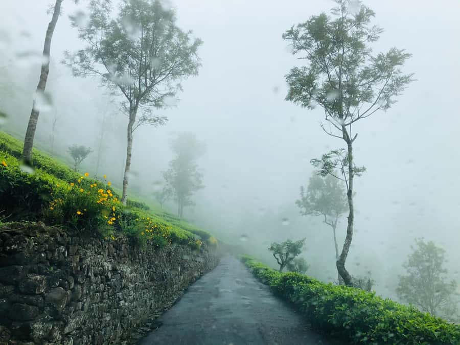 From Ella: Tea Adventure in Haputale with Village Lunch - Key points at a glance