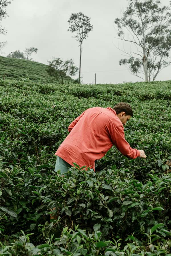 From Ella: Tea Adventure in Haputale with Village Lunch - Why this tea tour is worth your time