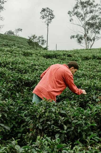 From Ella: Tea Adventure in Haputale with Village Lunch - Plucking fresh leaves beside estate workers
