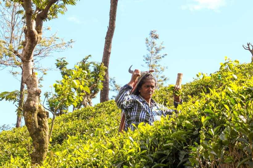 From Ella: Tea Adventure in Haputale with Village Lunch - A village lunch with local flavors