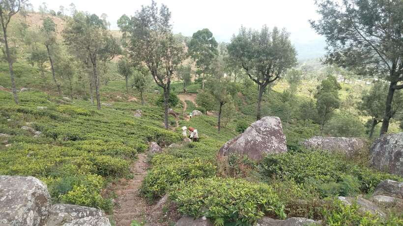 From Ella: Tea Adventure in Haputale with Village Lunch - What the $60 price really covers
