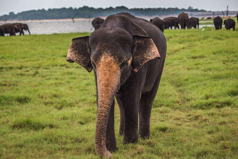 From Ella: Udawalawa Safari and Tangalle/Hiriketiya Transfer - The guides and driving style
