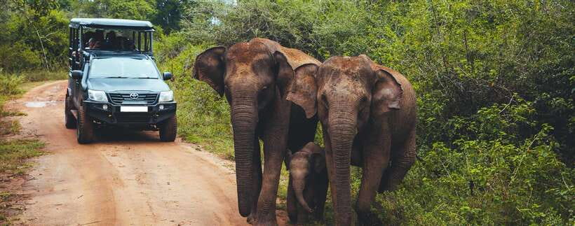 From Ella: Udawalawa Safari and Tangalle/Hiriketiya Transfer - The three-hour open-jeep safari
