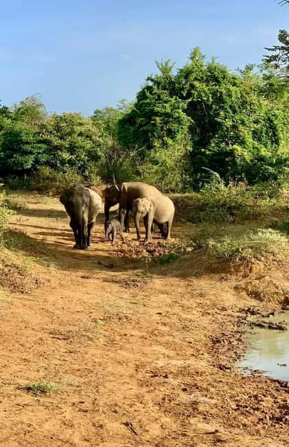 From Ella: Udawalawa Safari Drop: Galle / Mirissa / Tangalle - What the transport setup means for your day