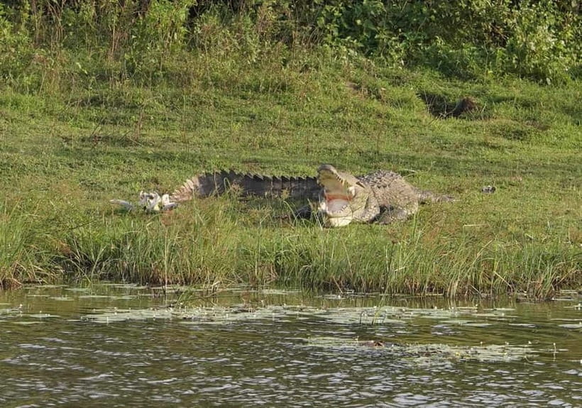 From Ella: Udawalawa Safari Drop: Galle / Mirissa / Tangalle - Practical advice for a smoother wildlife day