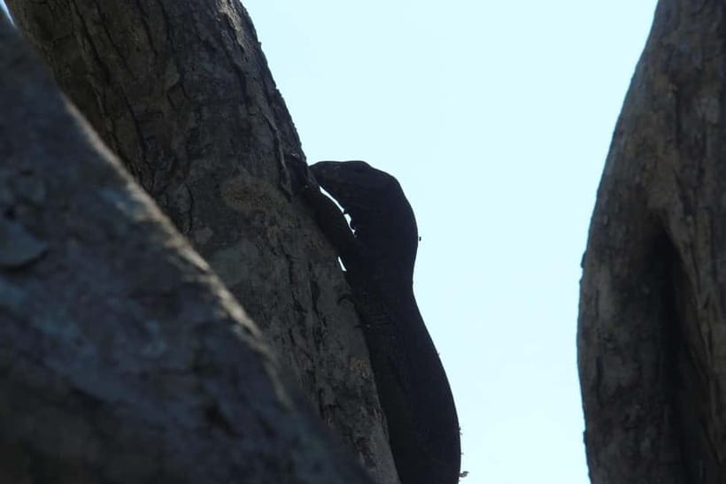 From Ella : Udawalawa Safari & Drop Tangalle/ Mirissa/ Galle - The Elephant Transit Home and its feeding times