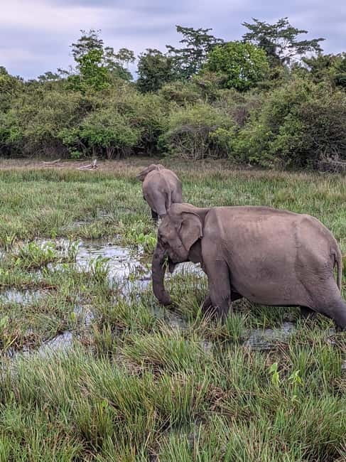 From Ella : Udawalawa Safari & Drop Tangalle/ Mirissa/ Galle - A short pause beside Udawalawe Reservoir
