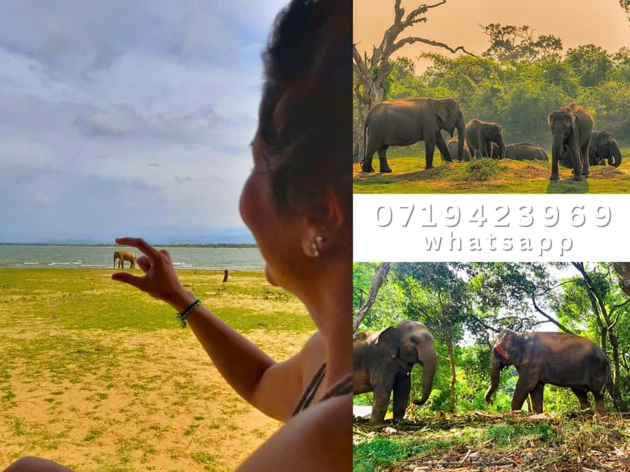 From Ella: Udawalawe National Park safari drop to Ella again - Why this safari works well from Ella