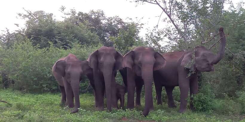 From Ella: Udawalawe National Park Safari Tour - Key points at a glance