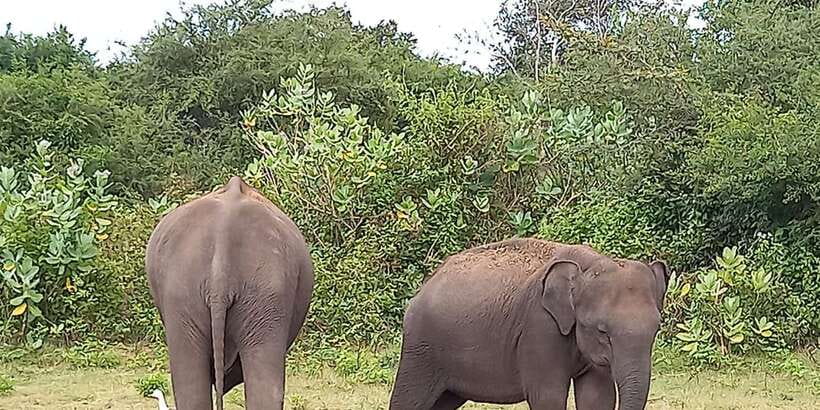 From Ella: Udawalawe National Park Safari Tour - Why the Ella to Udawalawe route makes sense