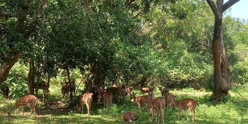 From Ella: Udawalawe National Park Safari Tour - Four hours among Udawalawe’s wildlife