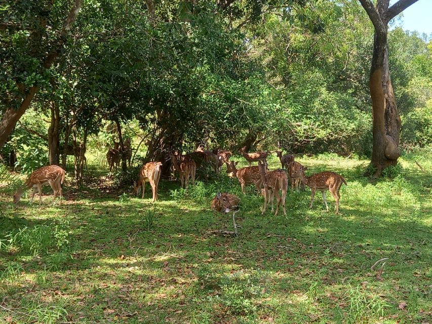 From Ella: Udawalawe National Park Safari Tour - The $84 price and what you actually receive