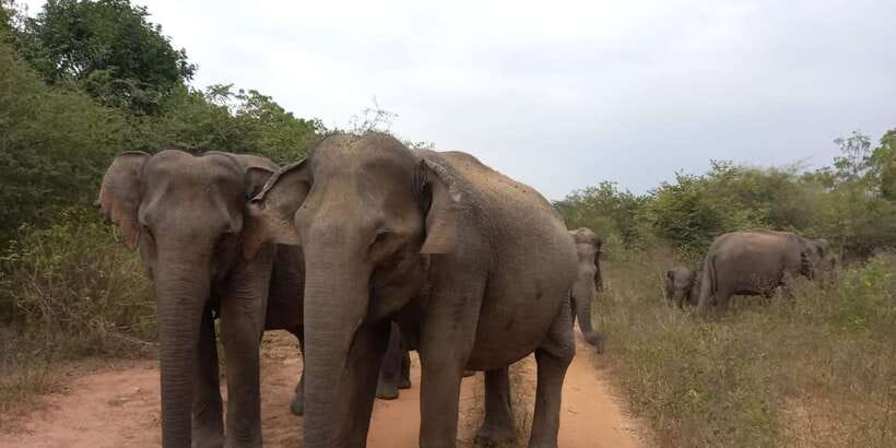 From Ella: Udawalawe National Park Safari Tour - Who will get the most from this safari