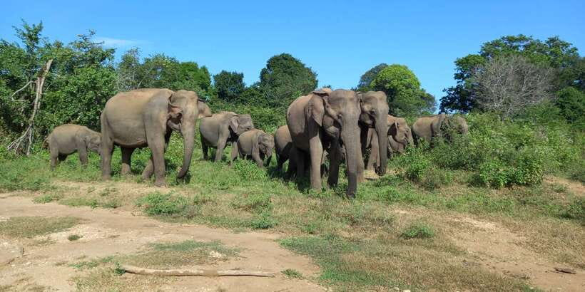 From Ella: Udawalawe National Park Safari Tour - The drive from Ella and the switch to the Jeep