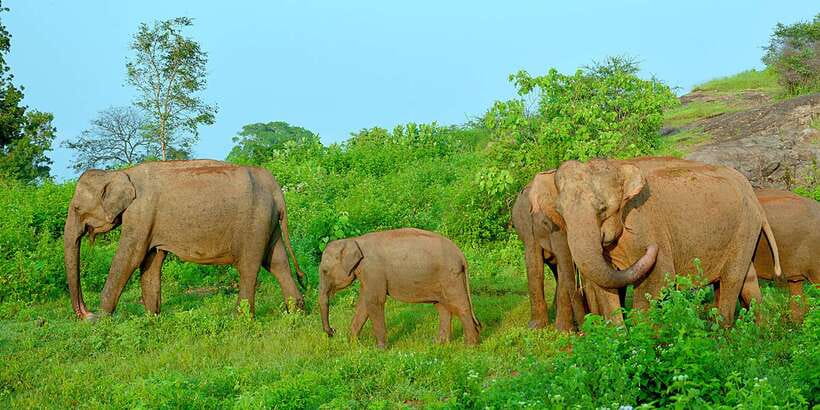 From Ella: Udawalawe Safari with Elephant Transit Home - Practical ways to make the day easier