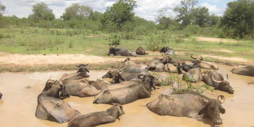 From Ella: Udawalawe Safari with Elephant Transit Home - The five-hour road from Ella to Udawalawe