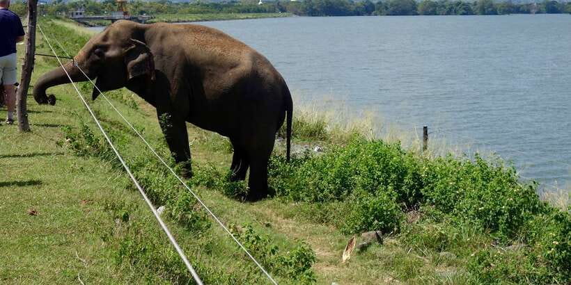From Ella: Udawalawe Safari with Elephant Transit Home - Is $65 good value from Ella?