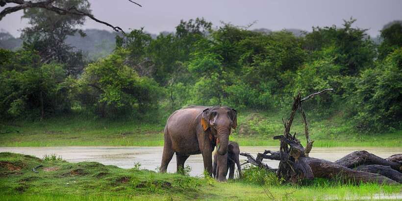 From Ella: Udawalawe Safari with Elephant Transit Home Visit - Why Udawalawe Works Well From Ella
