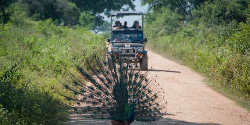 From Ella: Udawalawe Safari with Elephant Transit Home - Three hours inside Udawalawe National Park