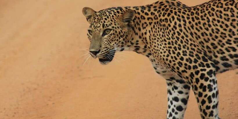 From Ella : Udawalawe & YALA Safaris with Breakfast & Lunch - The road to Tissamaharama and Sri Lankan lunch