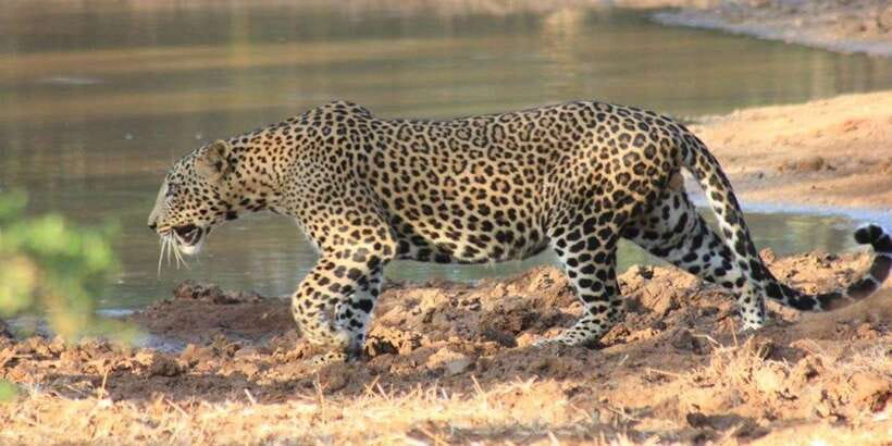 From Ella : Udawalawe & YALA Safaris with Breakfast & Lunch - Yala National Park, three hours of patient searching