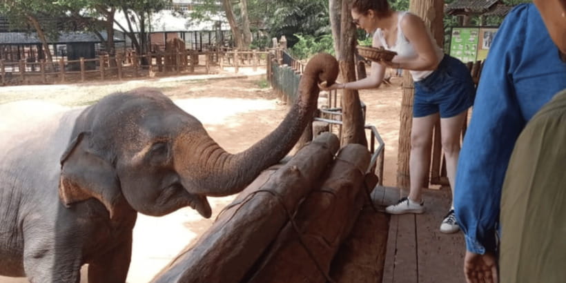 From Ella : Udawalawe & YALA Safaris with Breakfast & Lunch - Udawalawe at 7:00 a.m., elephants and open country