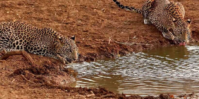 From Ella: Yala National Park Jeep Safari Tour - Key points to know before booking