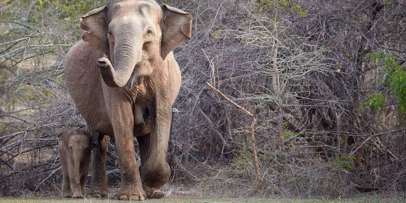 From Ella: Yala National Park Jeep Safari Tour - Should you book it?