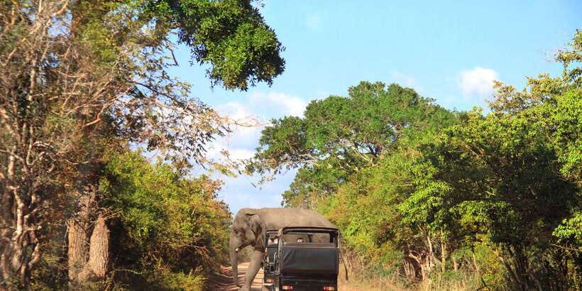 From Ella: Yala National Park Jeep Safari Tour - Why Yala makes sense from Ella