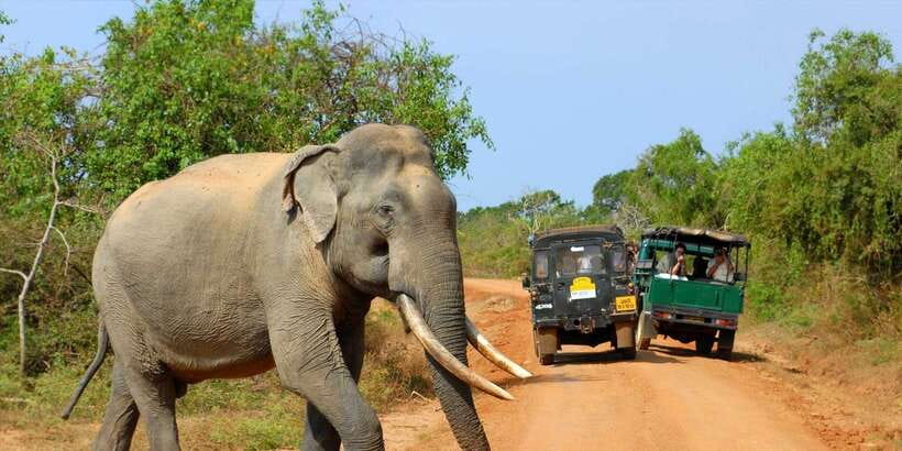 From Ella: Yala National Park Jeep Safari Tour - Arriving at Yala for the 1:00 PM drive