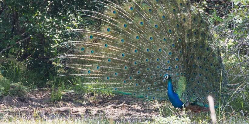 From Ella: Yala National Park Jeep Safari Tour - Elephants, deer, buffalo, and crocodiles