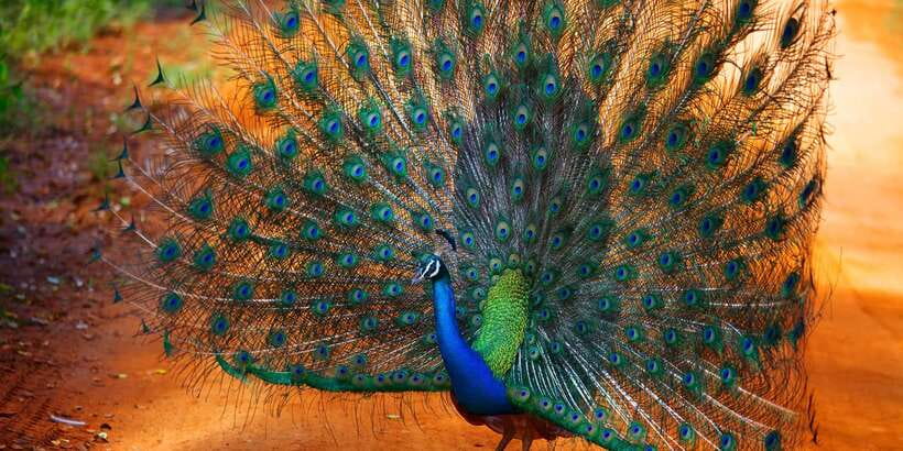 From Ella: Yala National Park Jeep Safari Tour - Water holes and Yala’s birdlife