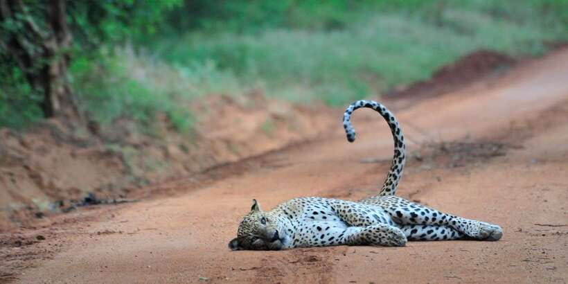 From Ella: Yala National Park Jeep Safari Tour - What the $75 price really covers
