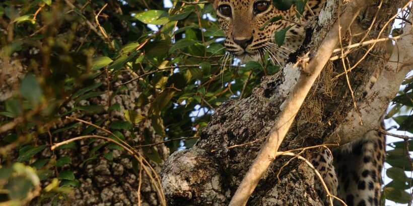 From Ella: Yala National Park Jeep Safari Tour - Who should book this Yala safari?