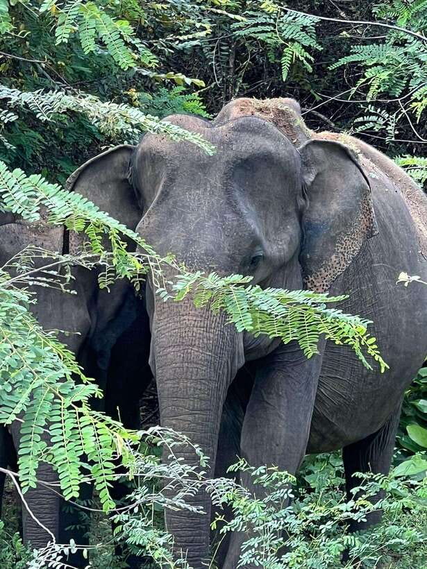 From Ella - Yala National Park Leopard Safari Tour - What you may actually see in Yala