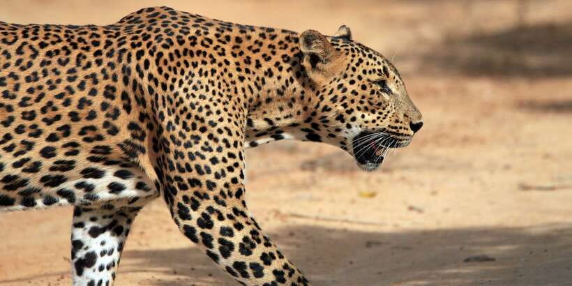 From Ella: Yala National Park Safari Tour in a 4x4 - Crowds, traffic, and the feel of Yala
