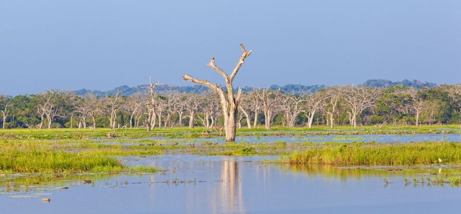 From Ella: Yala National Park Safari Tour in a 4x4 - Tips for making the safari better