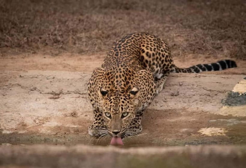 From Ella: Yala Safari & Drop at : Arugambay - Key points before you book